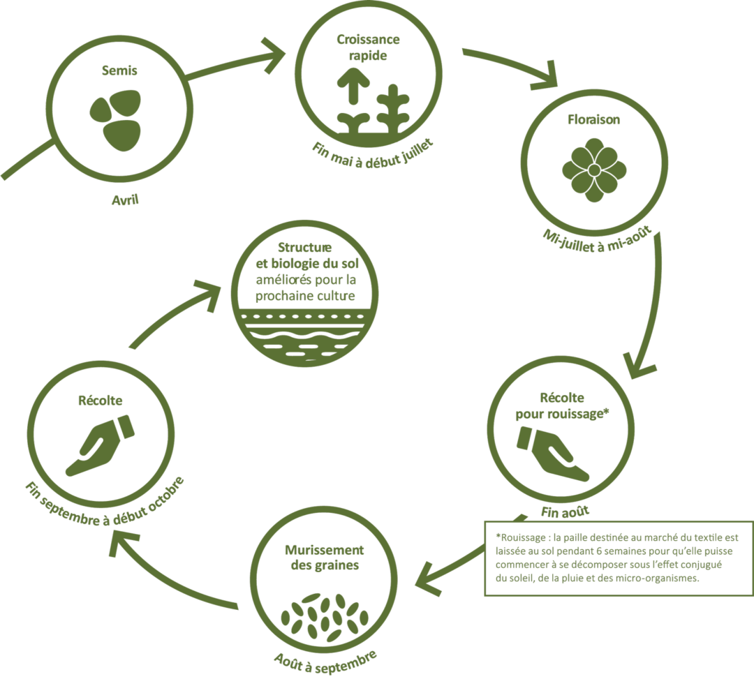 Hemp, an annual crop